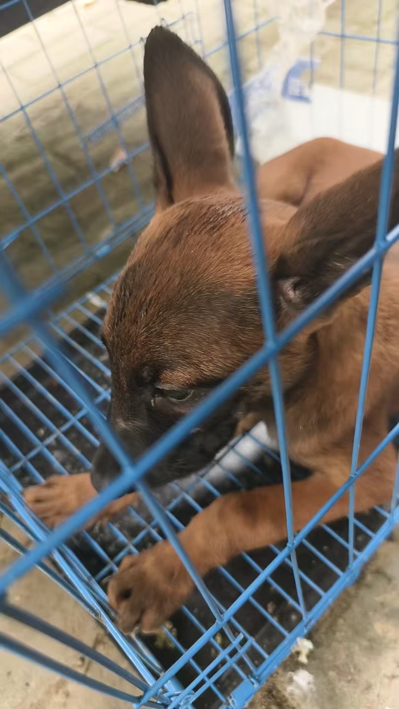 马犬性格非常好！非常喜欢沾着人！听指挥！不喜欢乱跑！